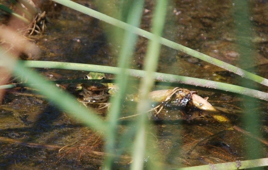 Qualche Pelophylax sp.!!!